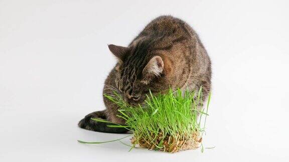 虎斑猫吃白色背景上的绿色燕麦草芽