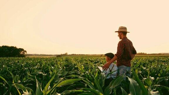 男农民和儿子拿着数字平板电脑在阳光明媚、田园诗般的乡村玉米地里实时交谈、击掌