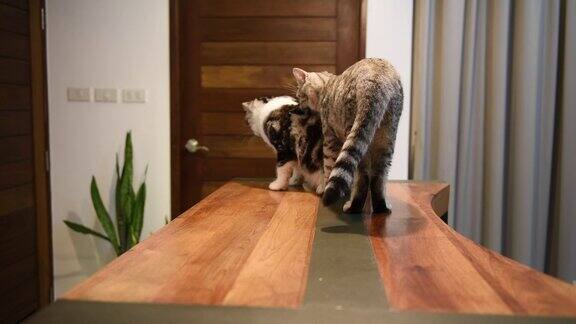 晚上在客厅的木桌上交配的家猫