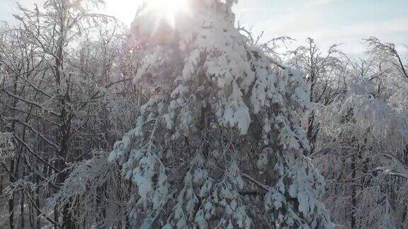 冬天的森林在雪地里被阳光的光芒照亮