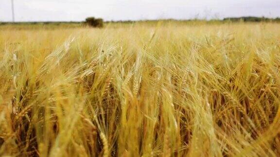 有成熟黑麦或小麦小穗的麦田