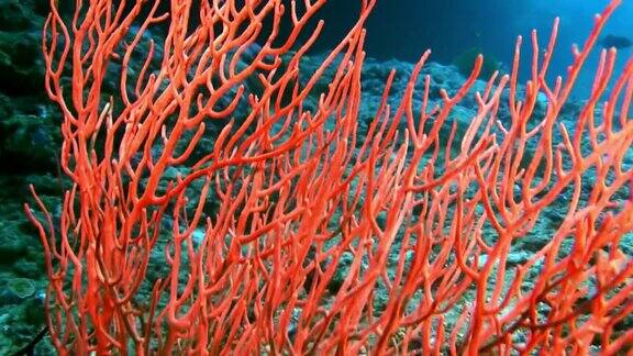 马尔代夫令人惊叹的海底珊瑚
