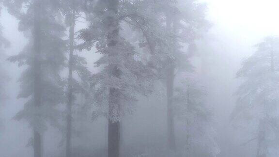空中雾蒙蒙的松林在雪天的冬天4k