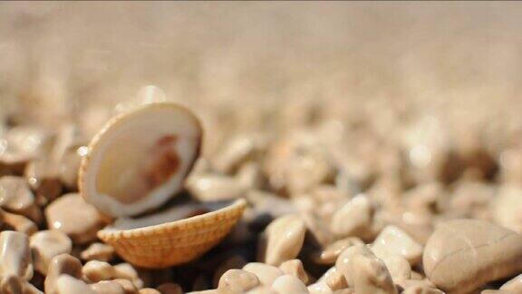 在阳光明媚的日子里在卵石滩上开放的贝壳