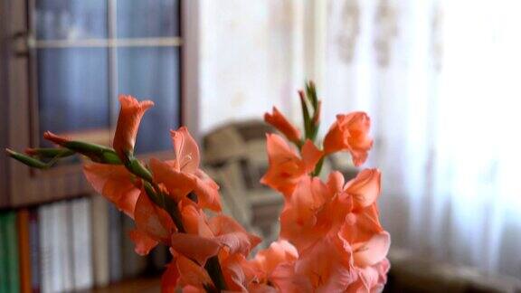 桌上的花瓶里放着一束橙色的剑兰FullHD