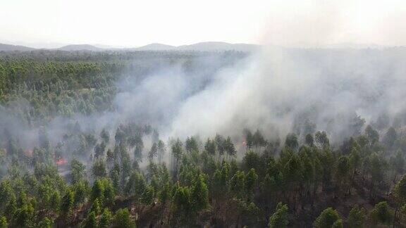 鸟瞰图泛森林大火(野火)燃烧、冒烟和造成空气污染