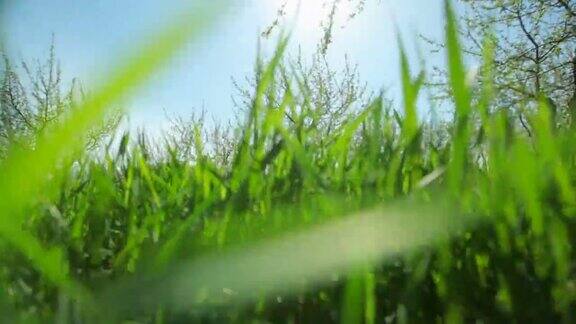 在一个阳光明媚的日子里绿色多汁的草生长在一个果园里特写镜头