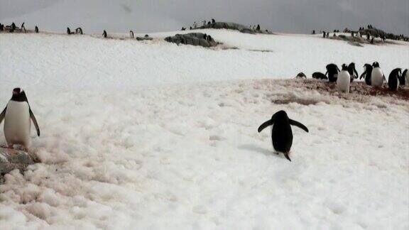 企鹅在南极洲的多雪岩石海岸
