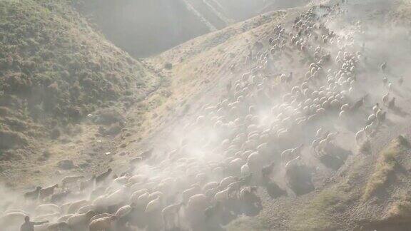 日落时分的羊群
