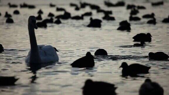有许多黑鸟和白天鹅的冬湖