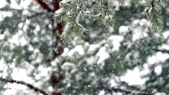 暴风雪中的松树和冷杉