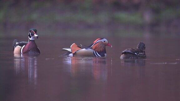 Mandarin(Aixgalericulata)和Wood(Aixsponsa)鸭子在水中寻找食物