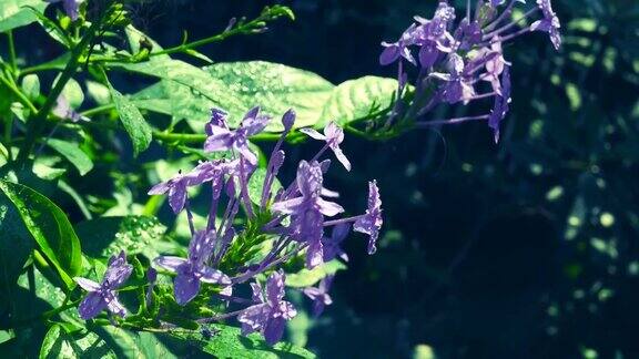 一束紫色的花在树上蓝色鼠尾草紫罗兰ixora