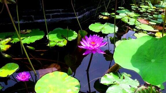 印度尼西亚巴厘岛池塘里的紫莲花