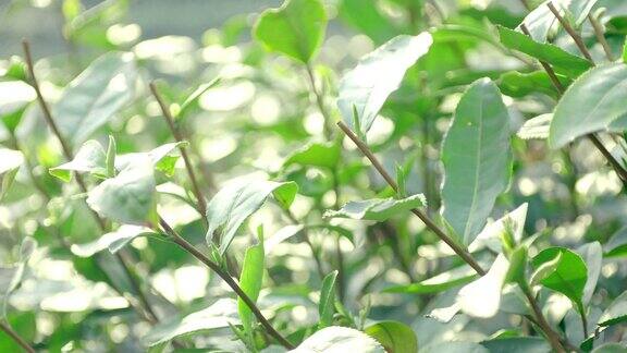 绿茶的叶子