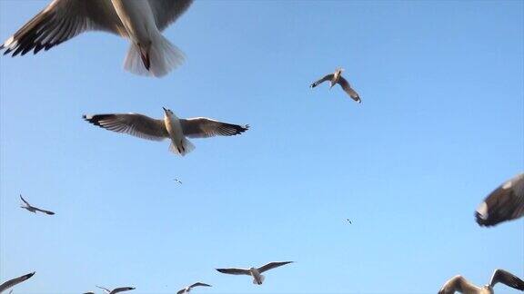 大自然中的慢镜头海鸥