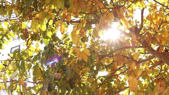 秋天的黄叶和阳光