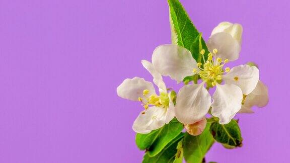 苹果花旋转和盛开在水平格式时间推移4k视频粉红背景家仆海棠在春天开花的视频