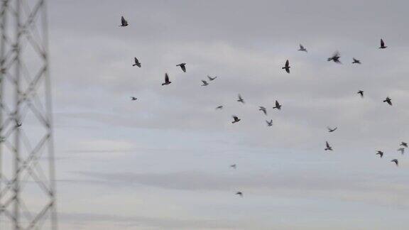 一群鸽子在加利福尼亚的天空中以慢镜头飞翔
