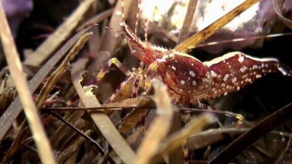 红虾在海底海底的草丛中寻找食物
