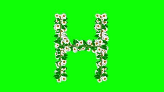 英文字母H绿色屏幕背景上有雏菊花