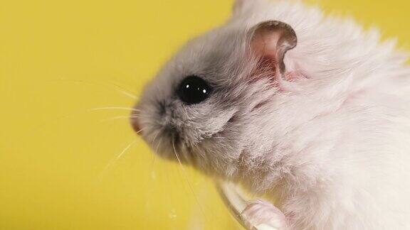 啮齿动物特写仓鼠的肖像微距镜头
