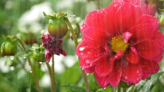 绿底雨点下红花绽放