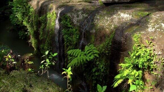丛林到一个悬崖上的高山与岩石河和绿色的树木