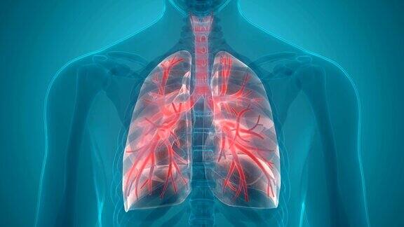 人体呼吸系统及肺解剖学