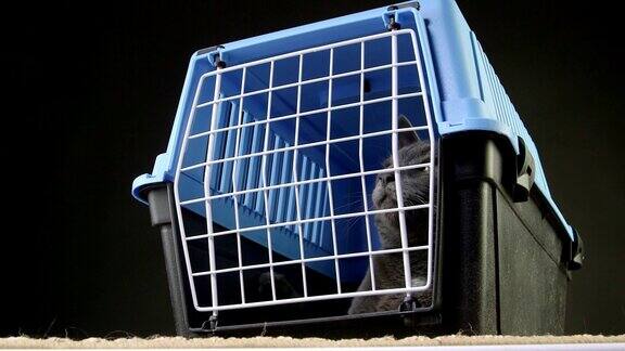 可爱的灰猫坐在宠物笼子里