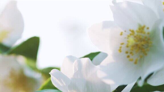 美丽的茉莉花白色的夏日pan