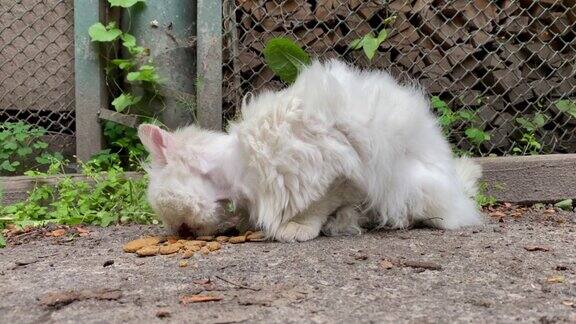 孤独的白色无家可归的毛茸茸的猫吃散落在地上的食物