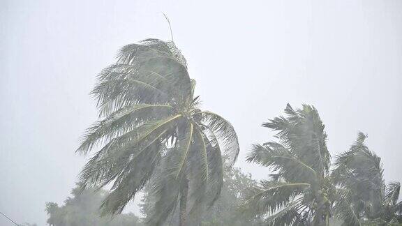 雨带着风吹着椰子树