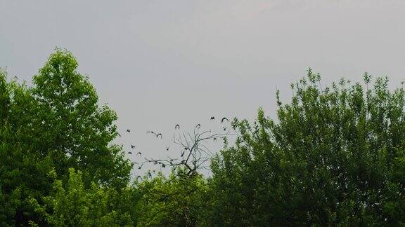 一群受惊的鸟从树上飞走了