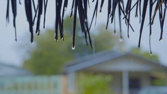 雨水从屋顶的树叶上落下