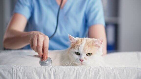 健康动物年轻的女兽医在气象所诊所的桌子上用听诊器检查家猫特写