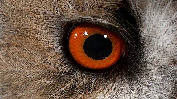 长耳猫头鹰asiootus眼睛特写