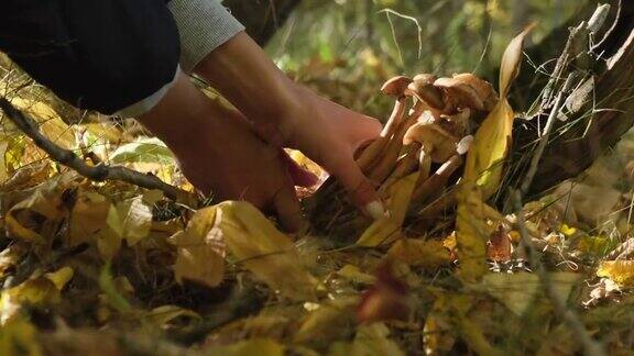 在森林里用手摘蘑菇女人在找蘑菇蘑菇选择器