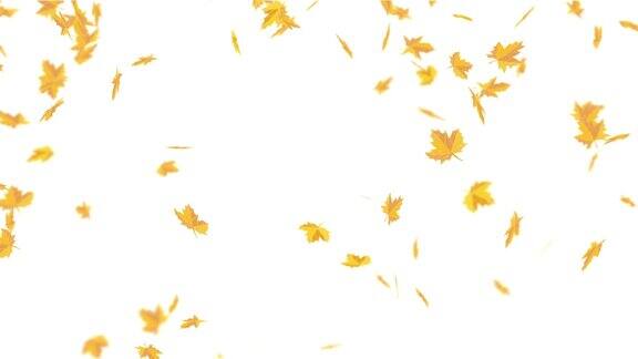 秋天的枫叶黄了