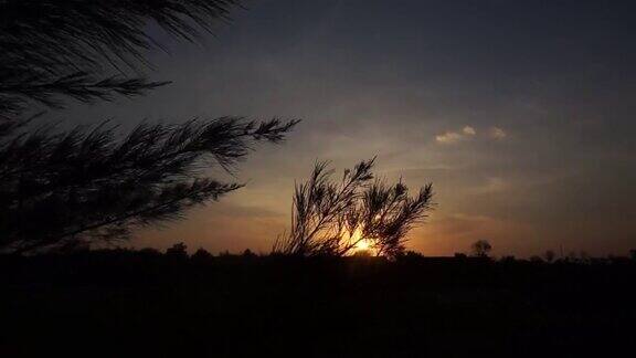 日落时风中松树的剪影