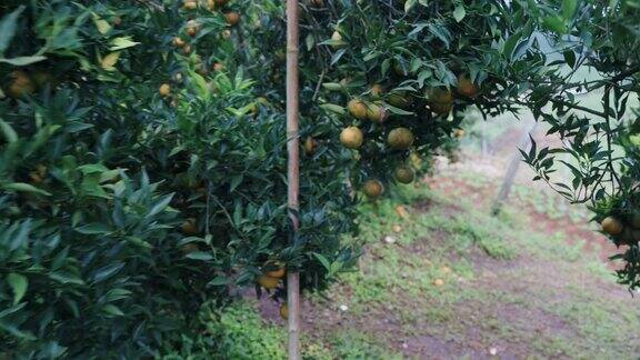 泰国的橘子园