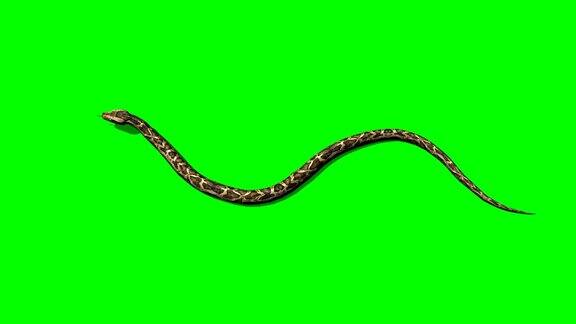 巨蟒蛇行-绿屏