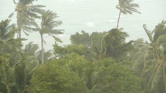 海滨景观在自然灾害飓风期间强烈的旋风使椰子树摇摆强热带风暴自然力量气候变化台风海岸在雨季