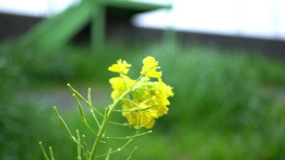 雨中油菜花的4k视频