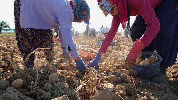 马铃薯采摘农场工人土豆收获了采摘新鲜有机土豆的农民