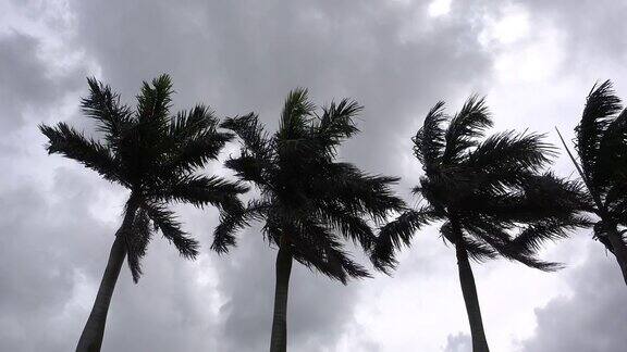 暴风中的棕榈树