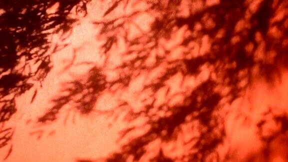 红墙上的树叶影子依稀可见