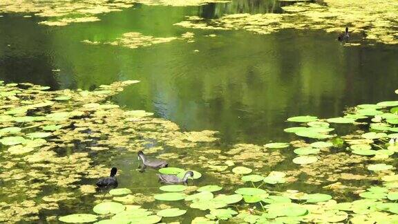 一群黑色滑板车或海鸭在城市公园的湖上