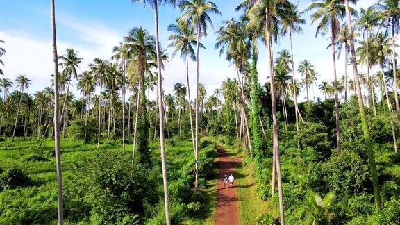傍晚热带岛屿泰国麦岛上高大的绿色棕榈树