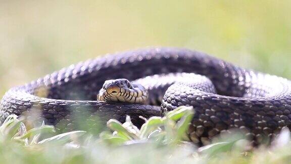 蛇躺在草地上伸出舌头